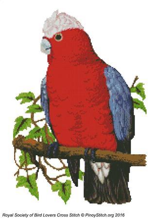 (image for) RSBL Cockatoo Rosebreasted